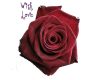 Love red rose
