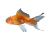 [ML]Gold fish filler