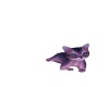 {LS} Cabin Kitten