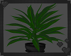 Potted Palm