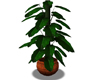 !A-Leaf Plant