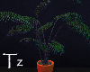 Tz┇Modern Plant"