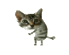 :PS: Boogie Cat Sticker