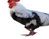 barn yard rooster