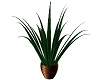 Striped Potted Plant