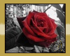 Annimated Red Rose