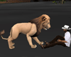 Safari Lion