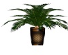 Indoor Palm