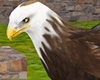 Bald Eagle Animated