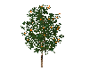 Florida Orange Tree