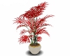 Red Willow Plant