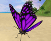 butterfly animated 'lou'