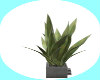 (SS)PALM PLANT