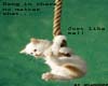 Hanging Kitten