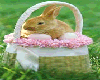 Bunny basket