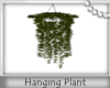 ! Hanging Plant