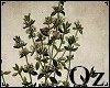 [Oz] - Pict Plant 2