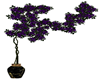 rosal morado