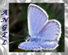  Silver Blue Butterflies