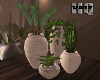 Pot Plants