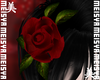 美 Rose Hair AddOn