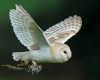 White Owl