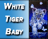 [FLS] White Tiger Baby