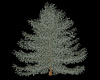 Winter Spruce Tree
