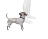 Chihuahua Dog