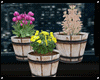 Small Window Plants