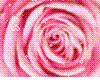 Pink rose love