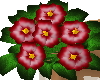 bouquet of red primroses