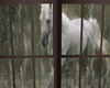 window with horse