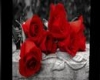 [X]Red Roses
