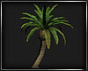 (ED1)Coconut trees-03