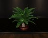 [BB] Potted Palm
