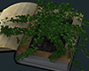 T︙ Book plant