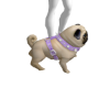 Dog Pug + Action - F -