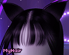kitten black