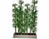 BambooPlant