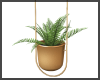 Hanging Plant ~ Fern