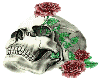 Skull with rose..