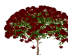 (V) red rose tree