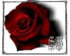 sb red rose of blak