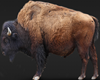 BUFFALO