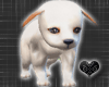 *-*White Pet Puppy