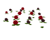 Jewel Rd/Blk Wdg Roses