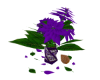 Purple Poinsettia
