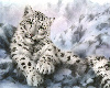 snow  leopard