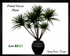 Potted Yucca Plant